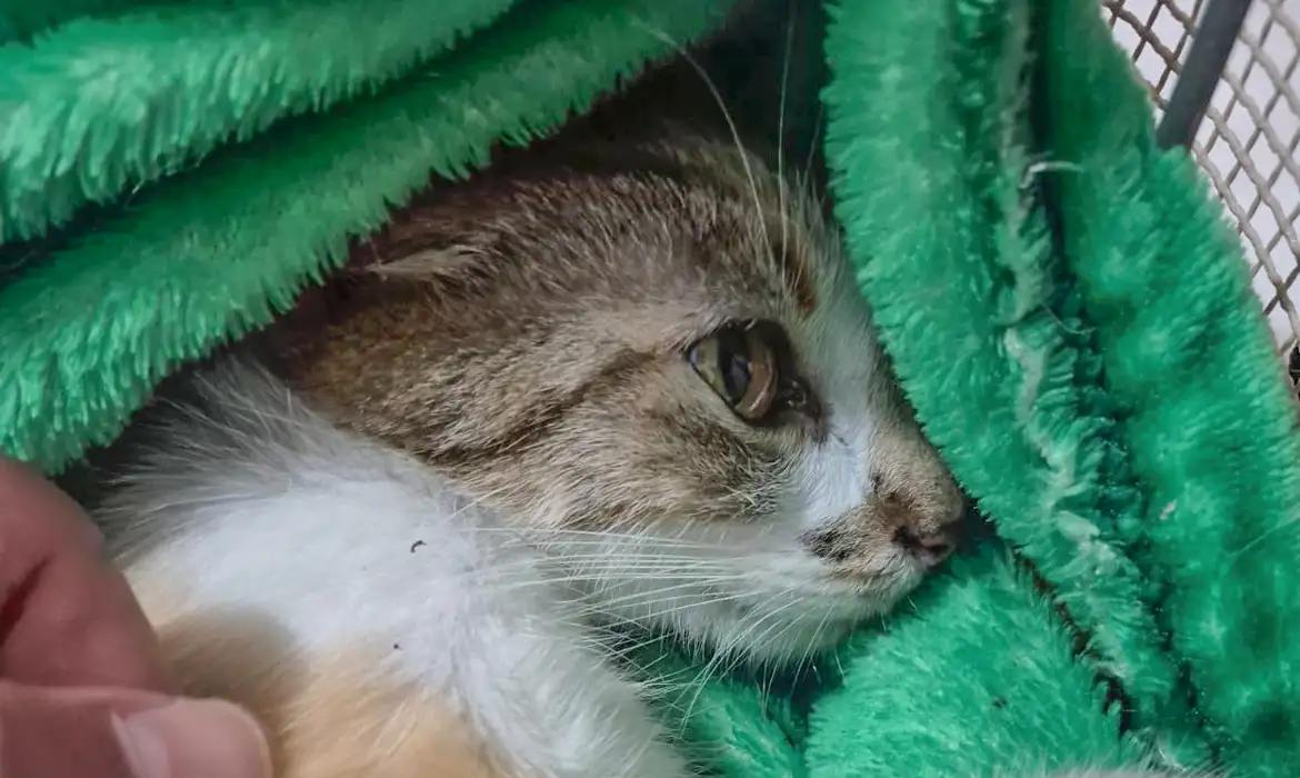 Mulher é presa após arremessar gata do 12º andar de prédio