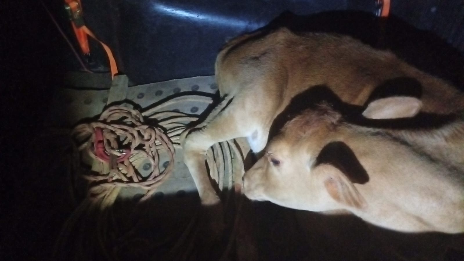 Operação da Patrulha Rural flagra bezerra amarrada no porta-malas de veículo em Apucarana