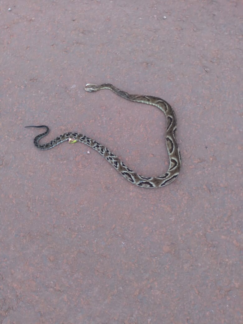 Saúde de Marilândia do Sul alerta para risco de acidentes com serpentes.