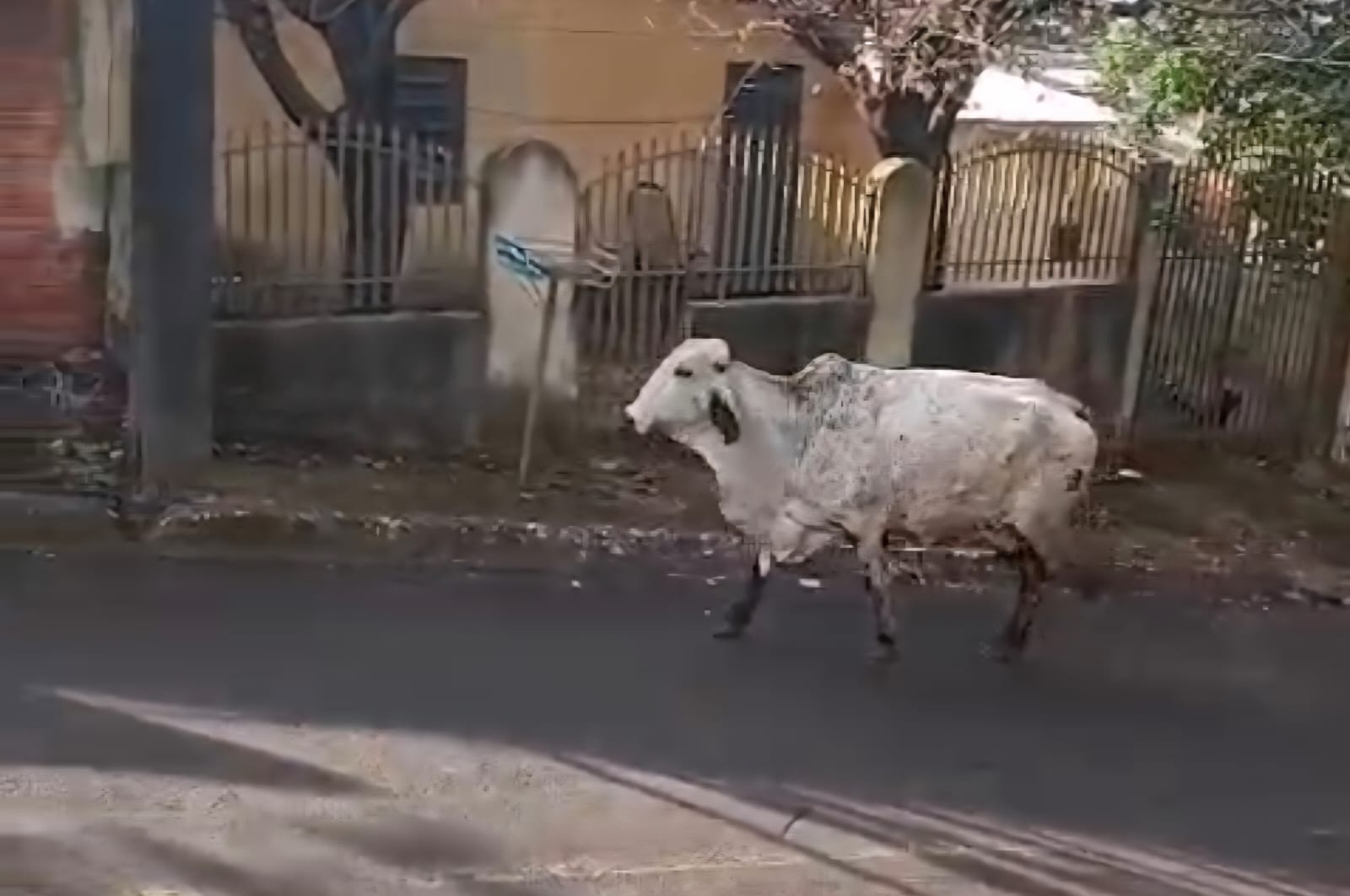 Vaca é flagrada circulando por ruas de bairro residencial em Apucarana
