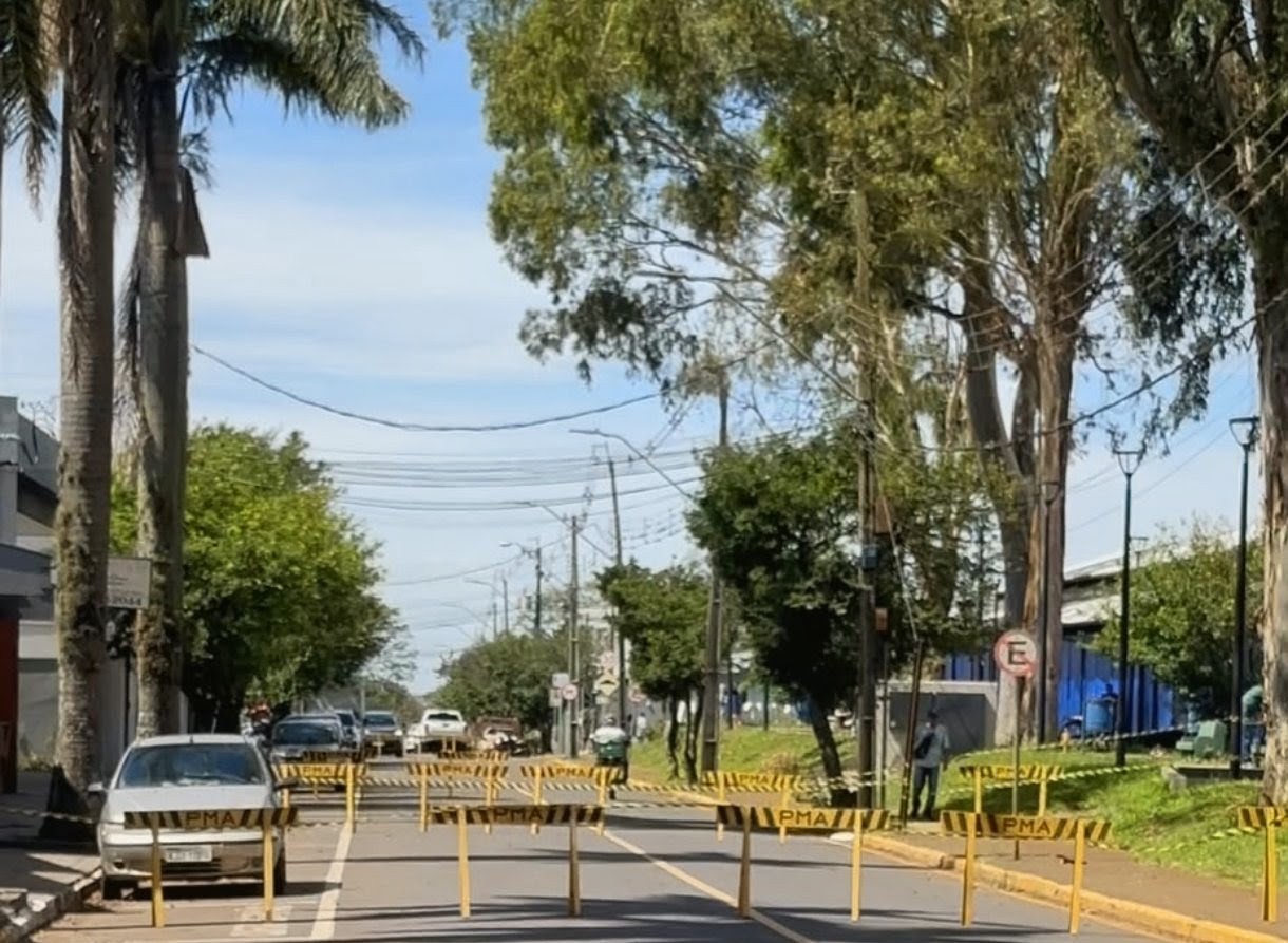 APUCARANA: Risco de queda de eucalipto leva a interdição da rua Talita Bresolin